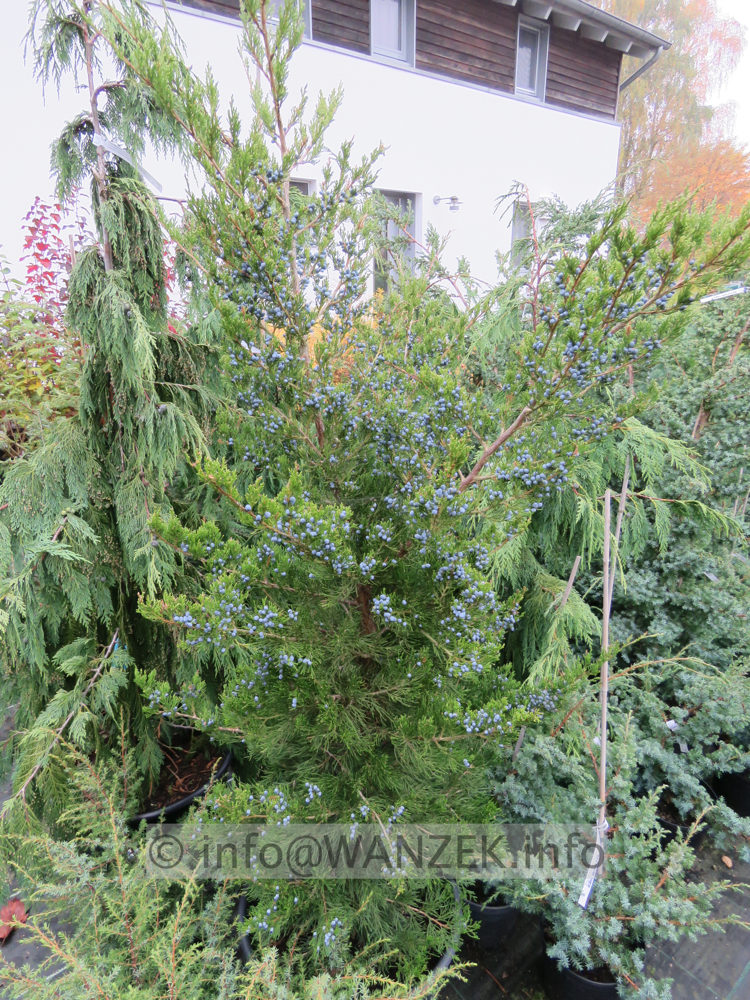 Juniperus virginiana Canaertii 01.JPG